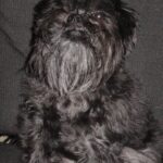 Affenpinscher