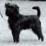 Affenpinscher