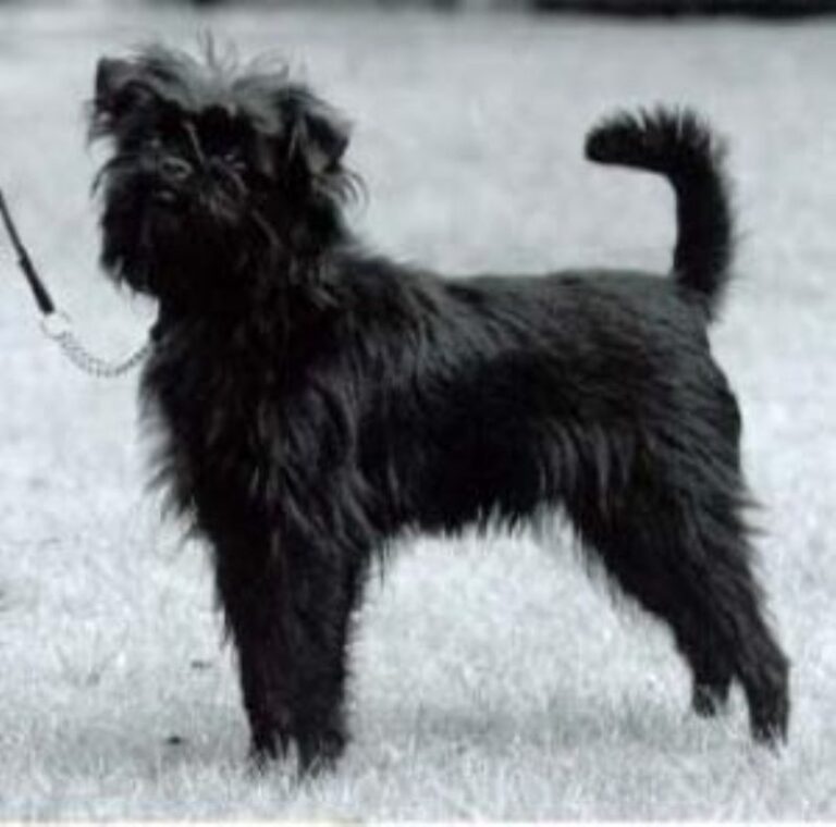Affenpinscher