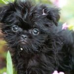 Affenpinscher