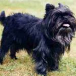 Affenpinscher