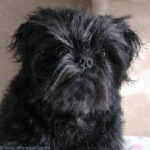 Affenpinscher