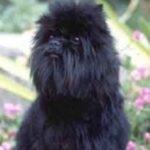 Affenpinscher