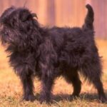 Affenpinscher