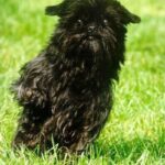 Affenpinscher