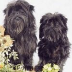 Affenpinscher