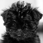 Affenpinscher