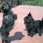 Affenpinscher
