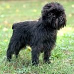 Affenpinscher