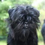 Affenpinscher