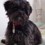 Affenpinscher