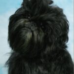 Affenpinscher