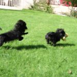 Affenpinscher
