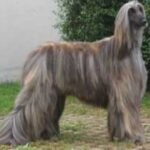 Afghansk Mynde