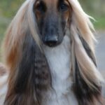 Afghansk Mynde