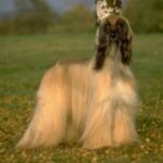 Afghansk Mynde