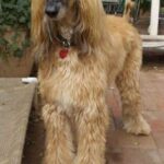 Afghansk Mynde