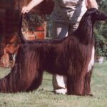 Afghansk Mynde