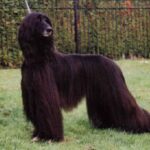Afghansk Mynde