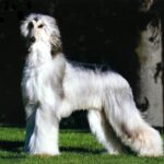 Afghansk Mynde