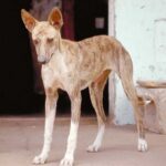 Afrikahund