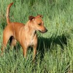 Afrikahund