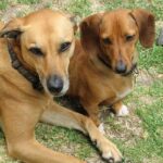 Afrikahund