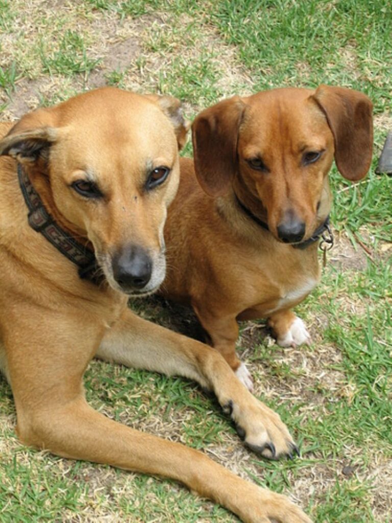 Afrikahund