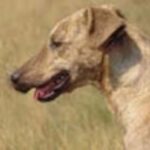 Afrikahund