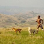 Afrikahund