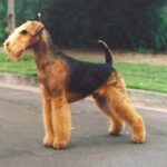Airedale Terrier
