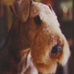 Airedale Terrier