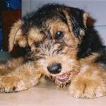 Airedale Terrier