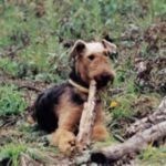 Airedale Terrier