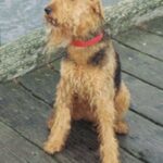 Airedale Terrier