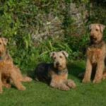 Airedale Terrier