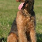 Airedale Terrier