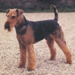Airedale Terrier
