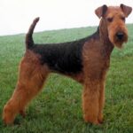 Airedale Terrier