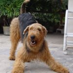 Airedale Terrier