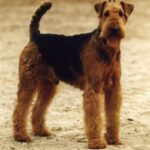 Airedale Terrier