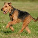 Airedale Terrier