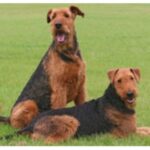 Airedale Terrier