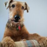 Airedale Terrier