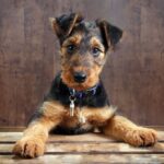 Airedale Terrier