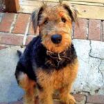 Airedale Terrier