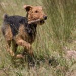 Airedale Terrier