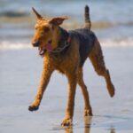 Airedale Terrier