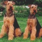 Airedale Terrier