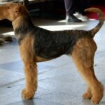 Airedale Terrier
